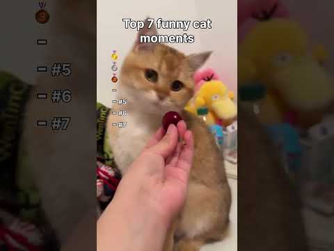 Top 7 Funny Cat Moments #catshorts #catvideos #funny