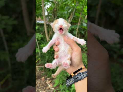 Rescue cute kitten with funny backsound #catvideos #kitten #cat #funny #catvideos