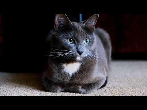 Baby Cats - Cute and Funny Cat Videos Compilation #3 Mr Tilak Saini ||