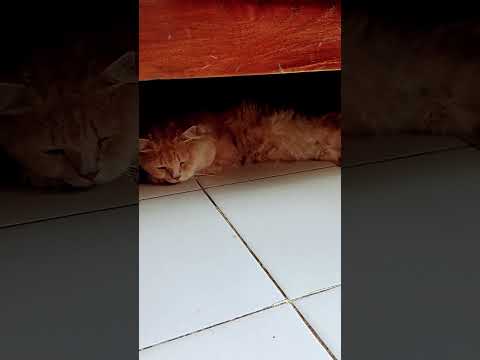 #funny #catvideos #shortsvideo #cat #popular #sabskaraib #sabscrab #tanding #cute #viralvideo