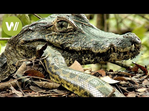 Giant Anaconda vs. Crocodile - A battle that has raged for 60 Million years
