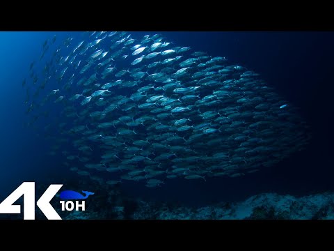 Under ocean 4K - Incredible Underwater World - 10 hours Relaxation Video