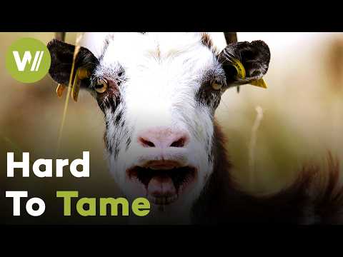 The Goat: Almost Impossible to Tame | Full Documentary