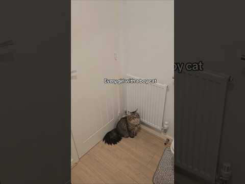 Personal space? never heard of that... #catshorts #cats #funnycatvideos #kittens #funnyshorts