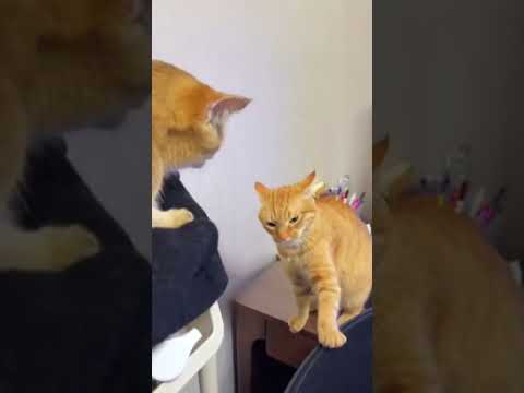 funny cat videos #Shorts