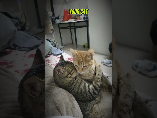 Your Cat vs My Cat ???? Funny cats video #cat  #anime