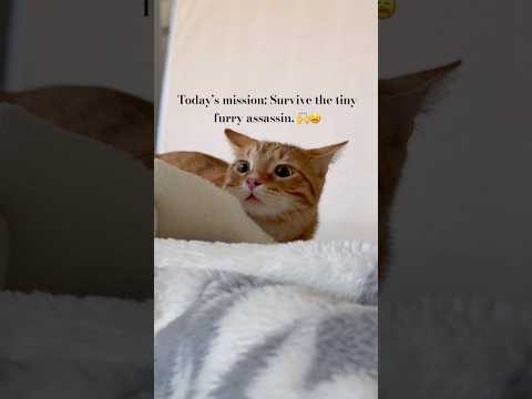 Surviving the morning cat attack. ???? #catvideos #orangecat #funnycatvideos #catvideos #fyp #cutecat