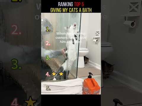 Cats being cats ???????? #funny #catvideos #catshorts #cat