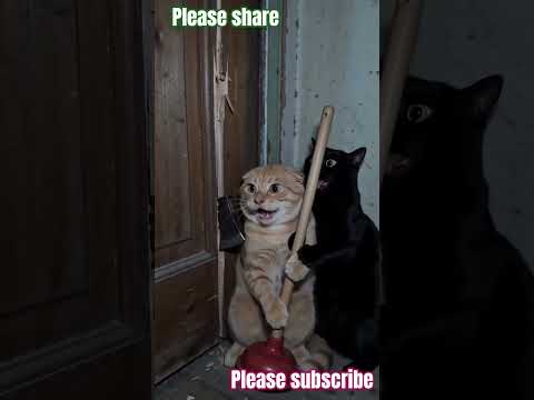 Cute cat dance ???? #reels #cat #catvideos #funnycatvideos #shorts #trendingshorts #ytcat #funny #cute