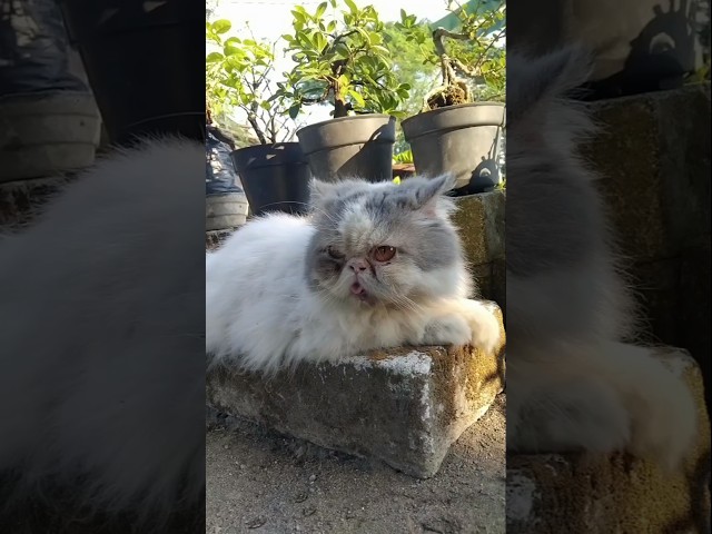 Funny Cat Videos ???? a verry cute (7)