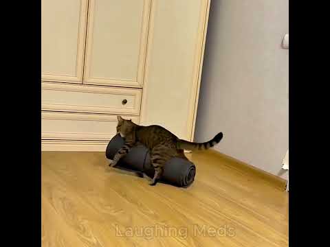 FUNNY CAT CLIPS ???????? #funnycatvideos #catshorts #funnydogvideos #funnyanimalvideos