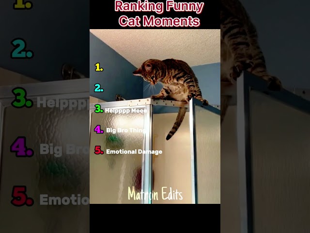 Ranking Funny Cat Moments