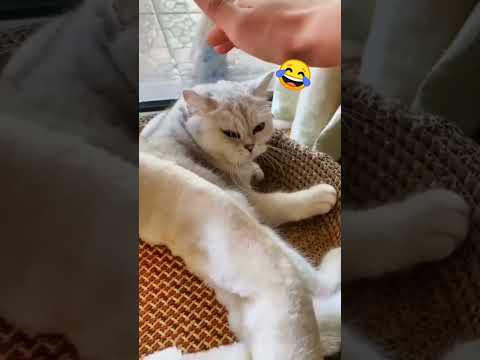 funny cat short videos |