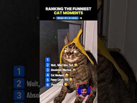 Ranking Funniest Cat Moments ???????? #shorts #cat #funnymoments #catvideos #funnyanimals #funny #new ????