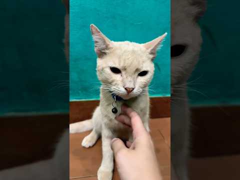 This cat is really alive!????#funny #cats#catvideos #tiktok #social #usafunny#catlovers#funpage