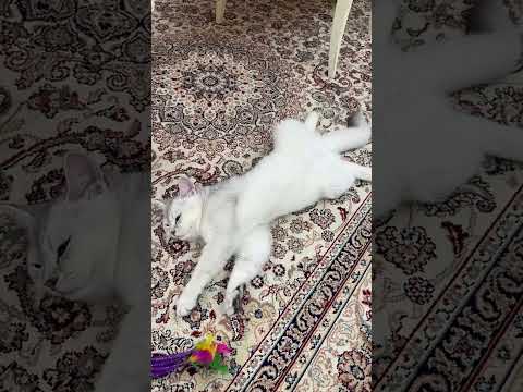 Funny Cat Videos - TikTok #shorts