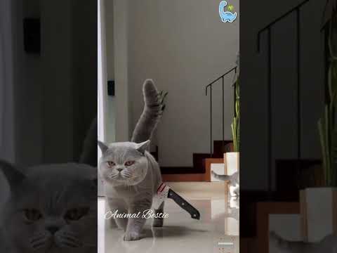 Funniest Animals 2023, Cute Cat Videos #shorts