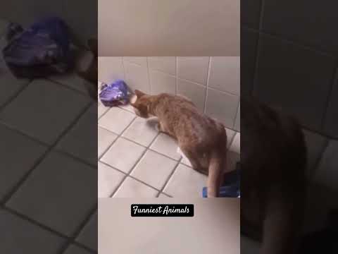 funny cats #cats #funny #cates #funnyanimals #catvideos #pets #cat #funnypets #funnycatsfunnycats