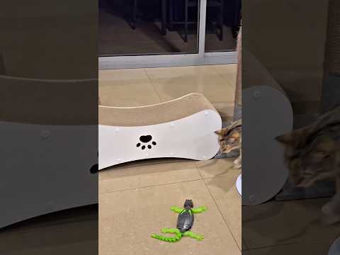 ???????????????? #shorts #cat #cute #funny #catvideos #cats