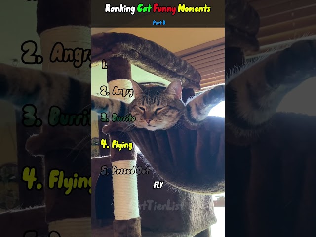 Cat Funny Moments Part 3 #cats #funnycats  #ranking #funnycatvideos #animalranking #funnyvideo