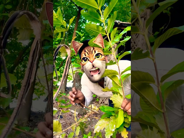 This cat is truly alive!???????? #funny #cats#catvideos #tiktok #social #usafunny #catlovers #funpage