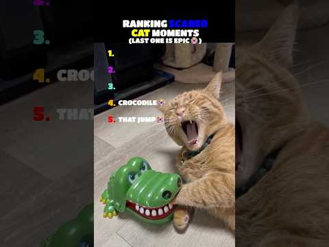 RANKING TOP SCARY MOMENTS OF CATS ???????? #funny #cat #viral