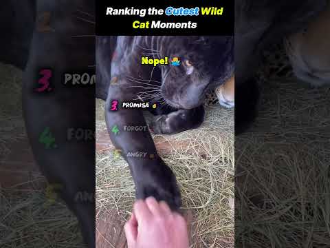 Ranking the Cutest Wild Cat Moments ???????? #funny #cat