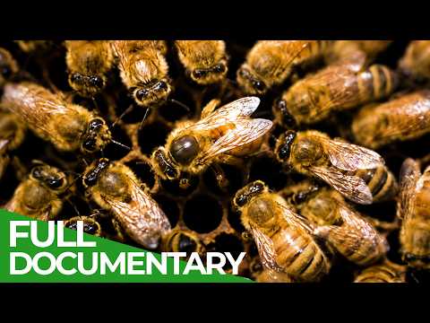 Wild Connections: Nature’s Social Network | Wildest Survival | Free Documentary Nature