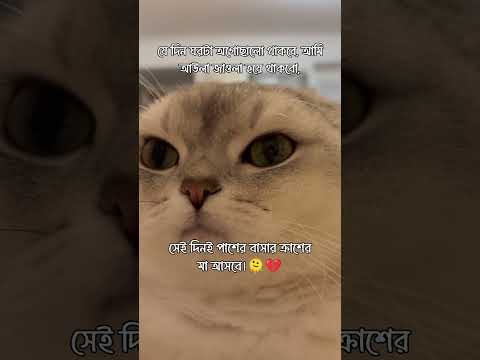 bad luck খারাপ????#caption #banglastatus #catfunny #cute #catvideos #funny #funnycatvideos
