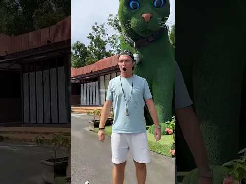 This cat is really alive! #funny #cats #catvideos #tiktok #social #usafunny #catlovers #funpage 06????????