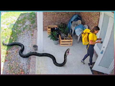 Delivery Drivers vs Animals | When Things Go Wrong