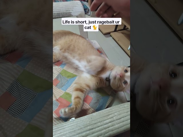 Ragebait ur cat ???? #pets #fyp #funny #cat #catvideos