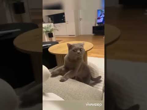 Funny cats compilation #cat #cats #funny #food #catvideos #pets #shorts #short #compilation #viral