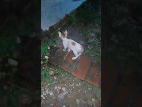 So funny cat videos ???????? #cat #catlover #funnycat #shortvideo #shortsfeed #shorts #shortsvideo #cute