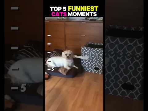 Funny cat videos Try not to Laugh #trending #funny #cat #funniestvideo #funnymoment #pets #kitten