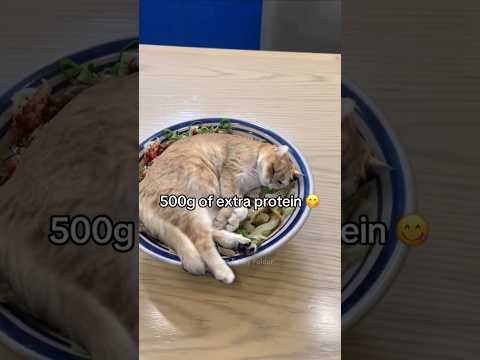 #110 Funny Cat videos 