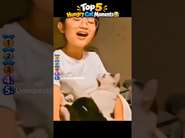 top 5 funny cat videos #catmoments #funnycats #funny #cat