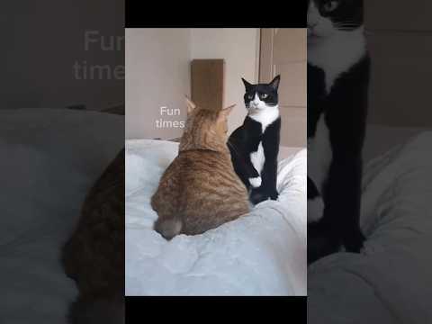 #petsrule #catfunny #cat #catvideos #funny #funnycatvideos