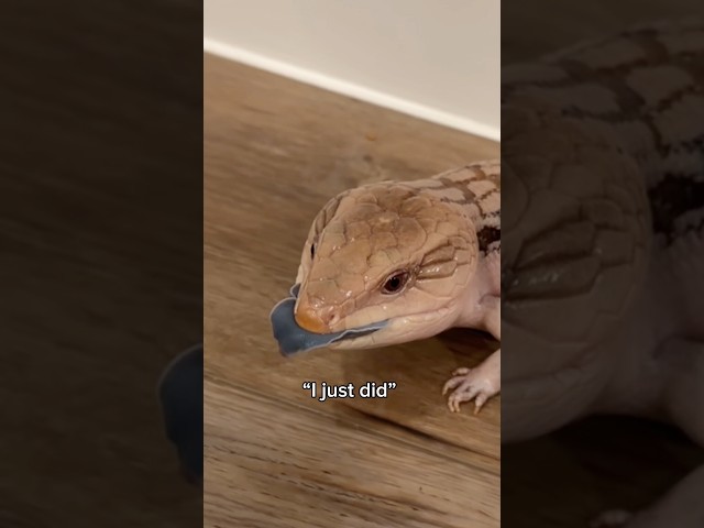 Letting My Dog Out ???? #reptiles #pets #animals #cuteanimals #skink