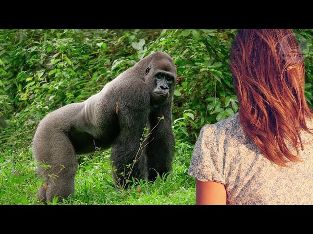 A huge gorilla was hiding something in his powerful paws. Having seen what it was, everyone gasped