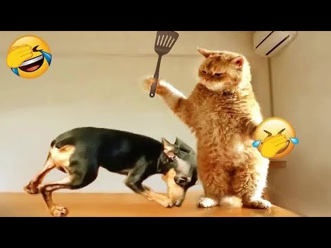 Adorable Pets Doing the Funniest Things 