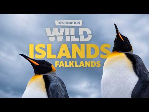 Destination Wild: Wild Islands - Falkland Islands | Free Documentary Nature