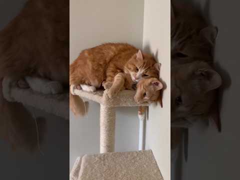 Cat hilarious videos ep21????????#cat #catvideos #ytshorts #shortvideo #funnycats