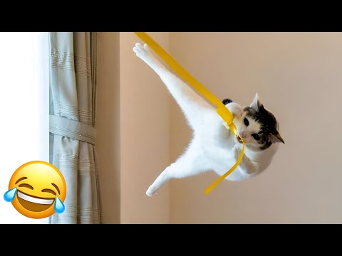 No Way These Cats Are This Funny! - Funniest Cats Videos 2024