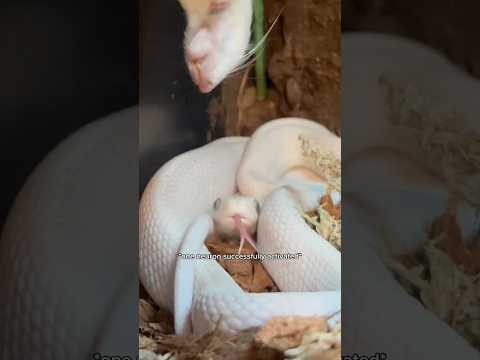 Tofu is on a STRICT Carnivore Diet #snake #pets #animals #reptiles