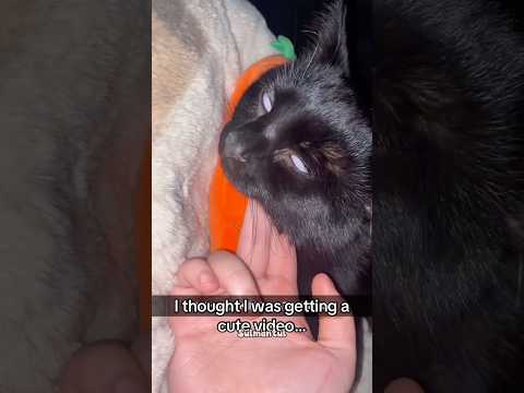 Cute cat dance???? #reels #cat #catvideos #funnycatvideos #shorts #trendingshorts #ytcat #funny #cute