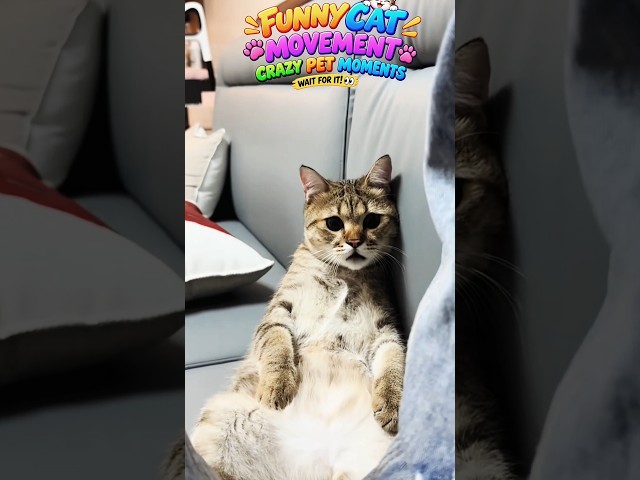 Weird and funny cat videos#FunnyAnimals #FunnyPets #AnimalLovers #PetLovers #Shorts#trendingshorts