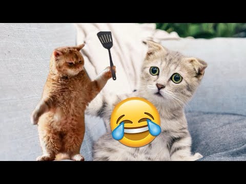 Funny Cat Videos from 2024 