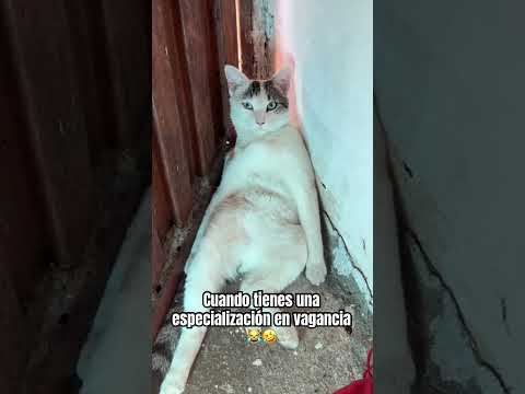 Cuando te especializas en vagancia avanzada ???????? #viralvideo #funny #cat #gatos