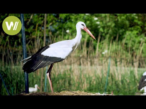 Blessing or curse? The storks in Alsace